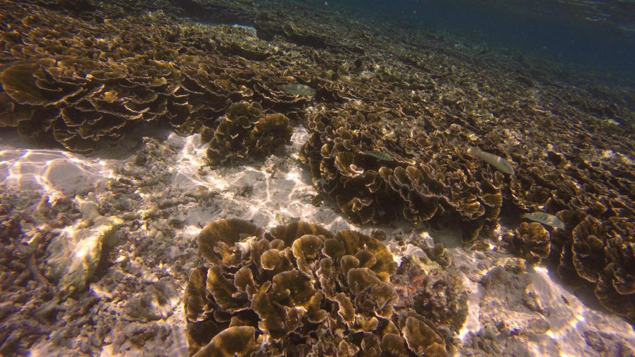 Kaafu Inn Guraidhoo Eksteriør billede