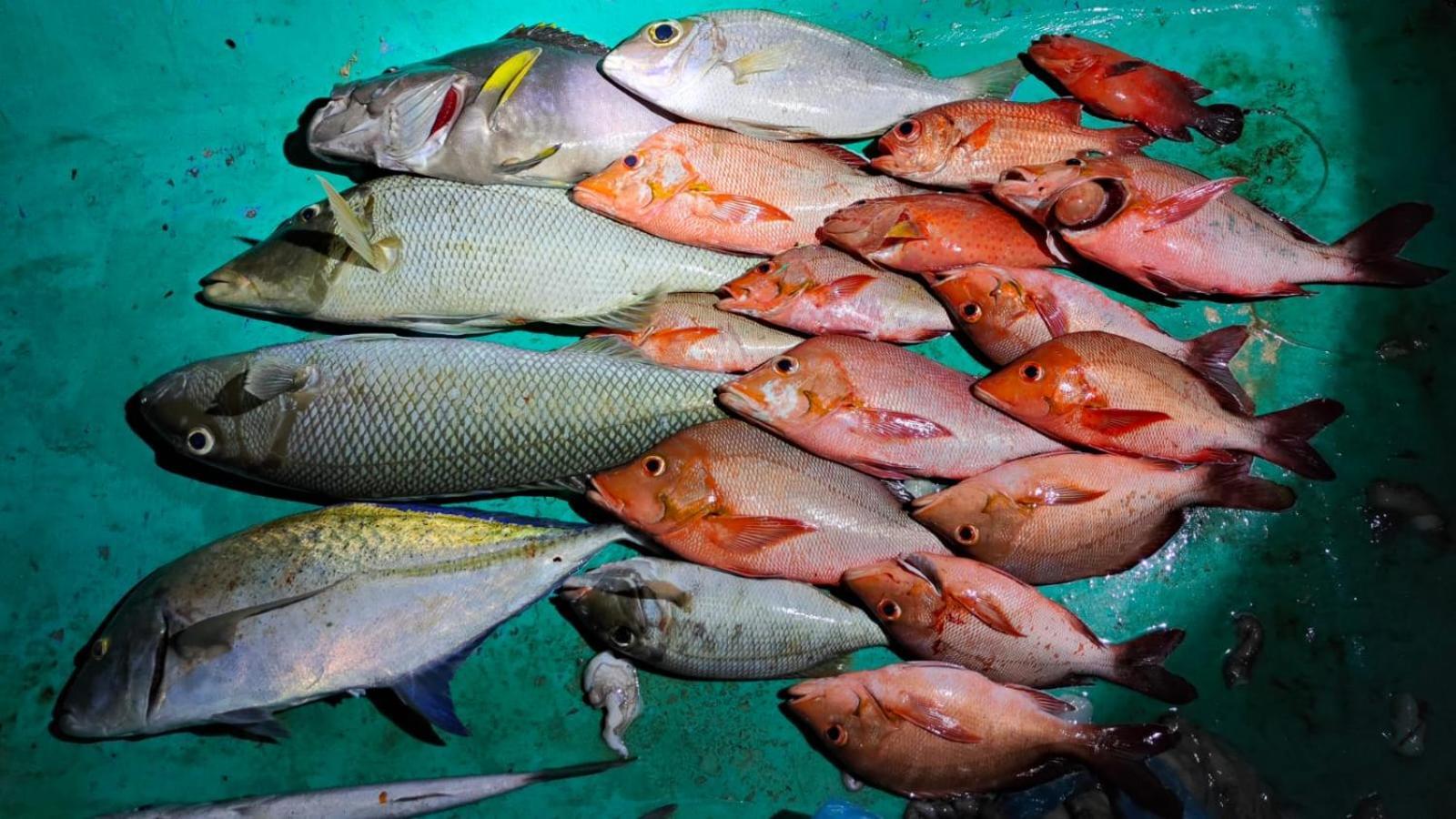 Kaafu Inn Guraidhoo Eksteriør billede