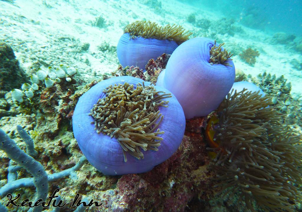 Kaafu Inn Guraidhoo Eksteriør billede
