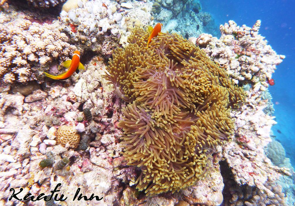 Kaafu Inn Guraidhoo Eksteriør billede